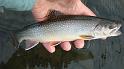 Kettle Brookie2